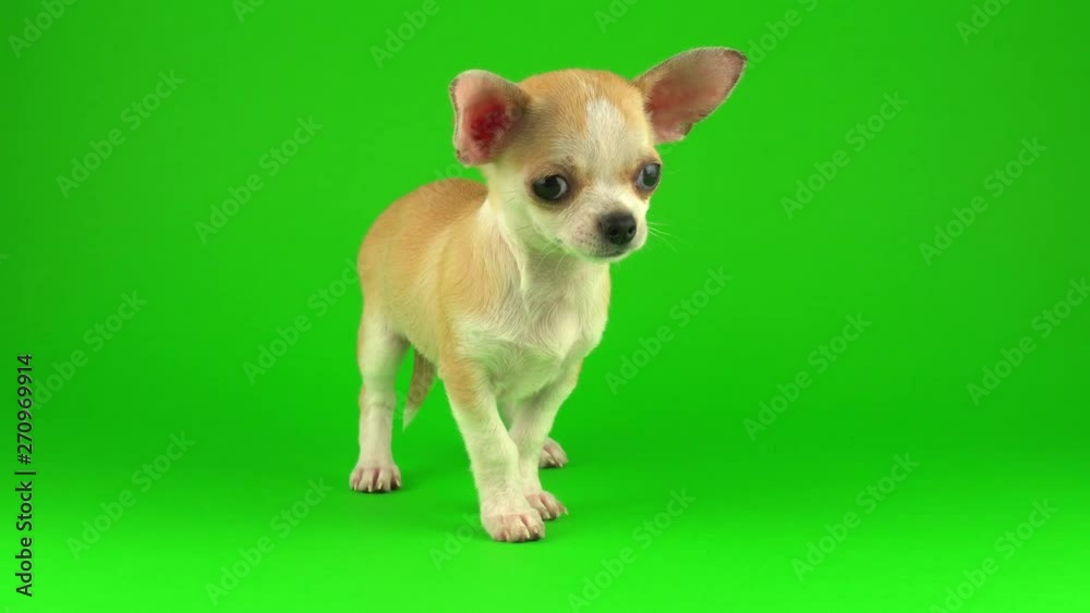 Cute puppy chihuahua dog on green screen background Cute puppy chihuahua dog on green screen background