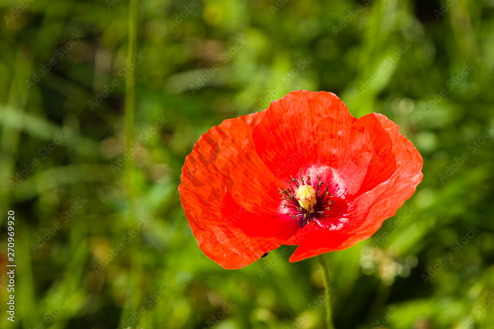 Fototapeta premium Mohn - offene Blüte