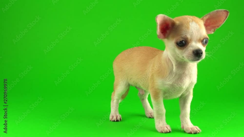 Cute puppy chihuahua dog on green screen background Cute puppy chihuahua dog on green screen background