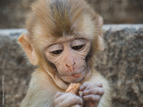 Photography Indian Macaque/Monkey outside in Temple