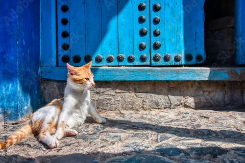 Cat sitting at the door of a house in Chaouen, Morocco © juanorihuela
