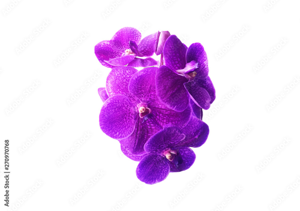 beautiful pink vanda orchid flower and white background beautiful pink vanda orchid flower and white background