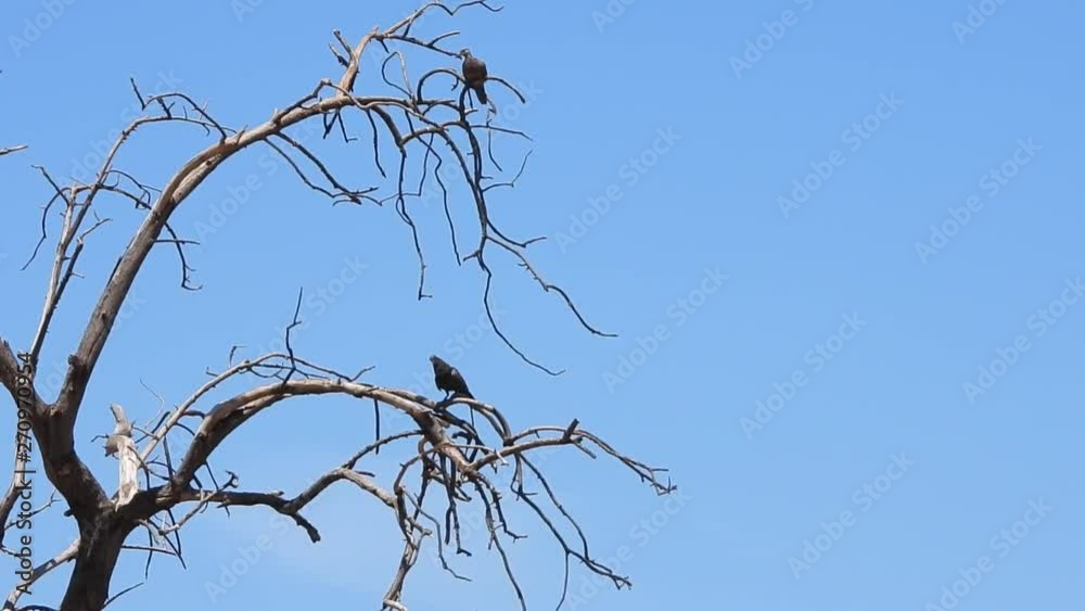 Hawaiian doves perched in a leafless tree. Hawaiian doves perched in a leafless tree.