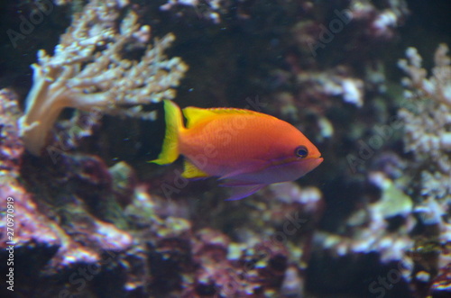 Tropical fish in aquarium