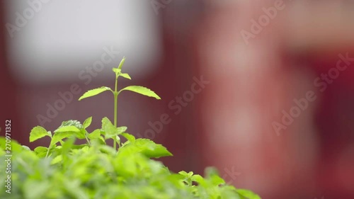 Young tree seedling grow from stump, beginning new life and rebirth concept.