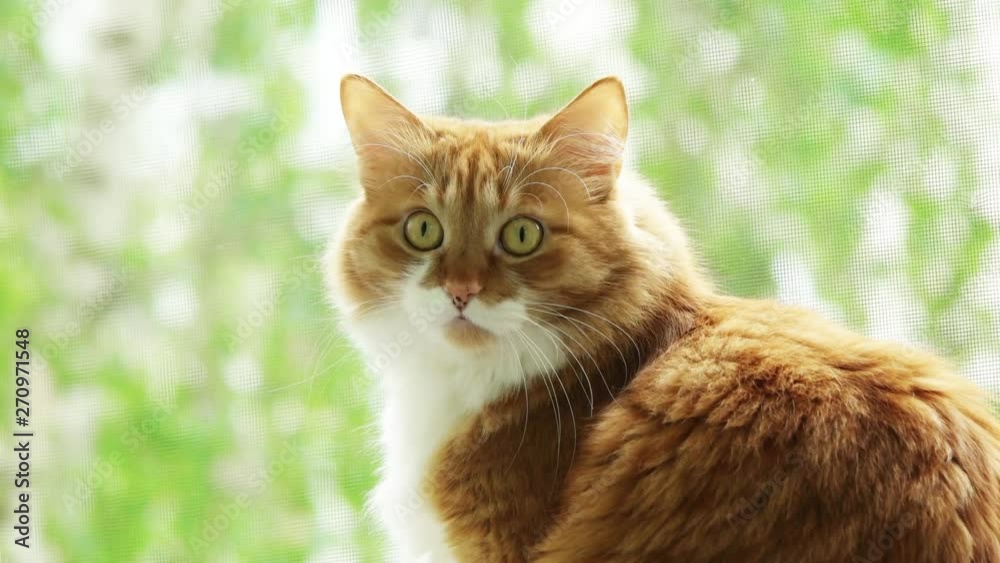 red cat looks out the window red cat looks out the window