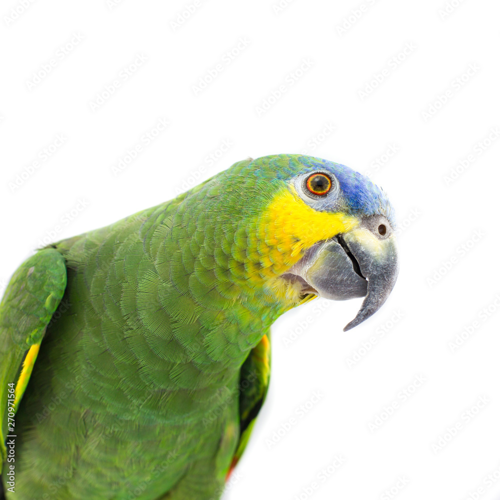 Orange-Winged Amazon Parrot Portrait