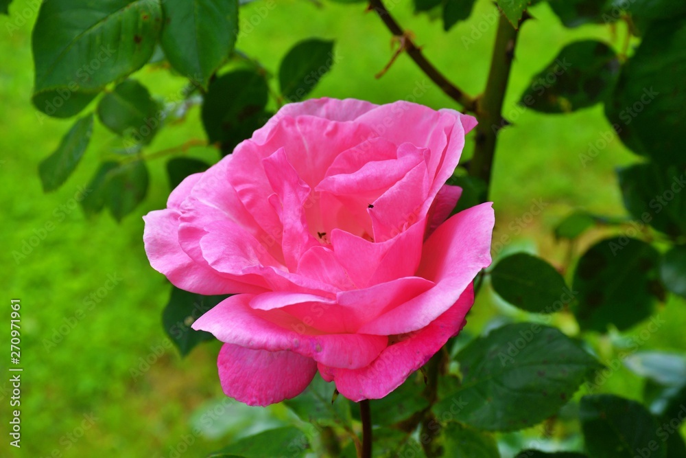 pink rose in garden