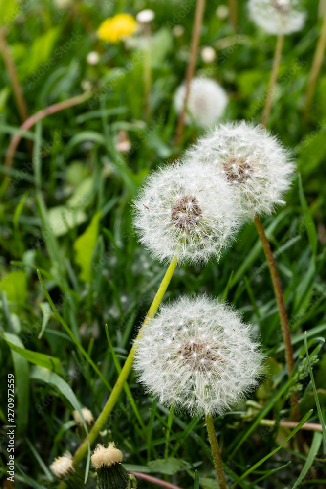 Dandelions snuggled in the grass Tarataxum officinale . Close up view. Selective focus Dandelions snuggled in the grass Tarataxum officinale . Close up view. Selective focus