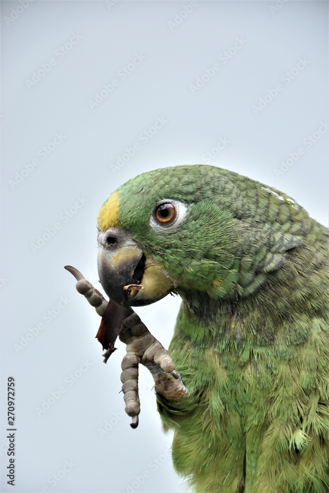 loro comiendo con pata natural fauna plumaje ave naturaleza loro verde  Stock Photo | Adobe Stock