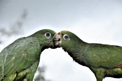 loros besandose comiendo frete a frete cielo azul plumas verdes naturaleza ave plumaje photo