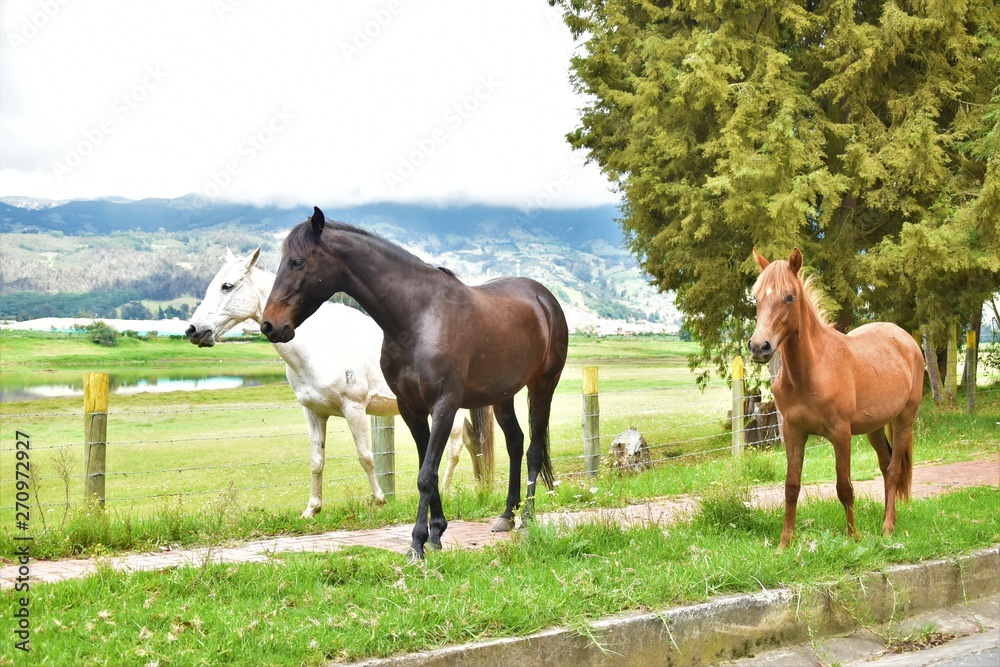 Obraz premium 3 caballos caballo blanco, negro y colorado natural arbol potrero caballo al borde de carretera