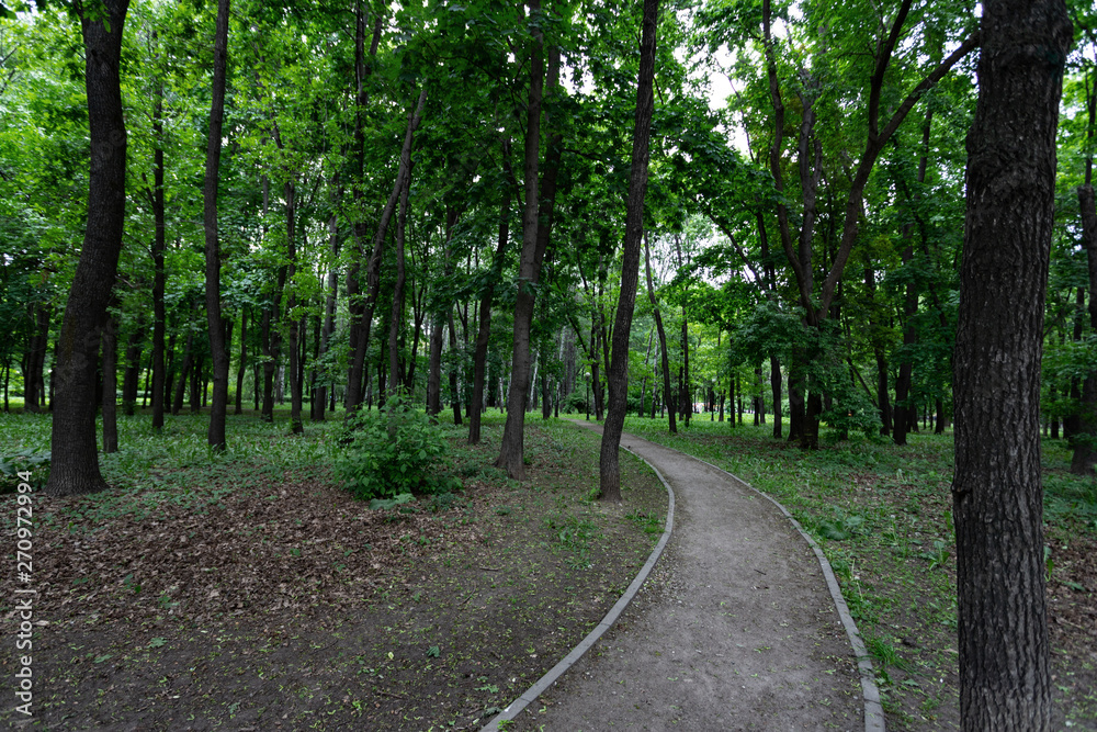 Alley in the Park among tree trunks on a summer or spring day Alley in the Park among tree trunks on a summer or spring day