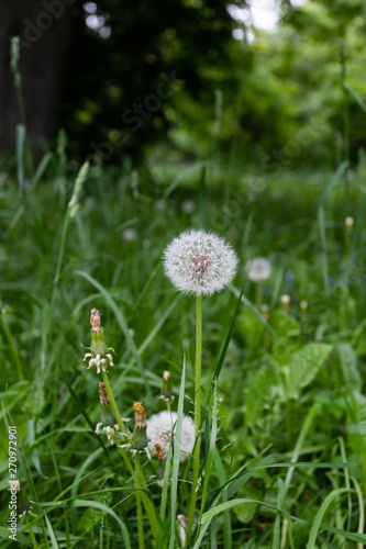 Dandelions snuggled in the grass Tarataxum officinale . Close up view. Selective focus