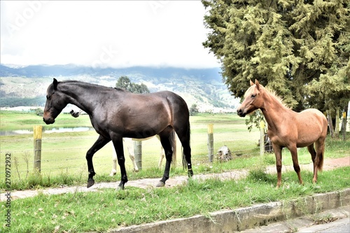 dos caballos montaña pasto cesped caballo negro y colorado potrero corral arboles natural