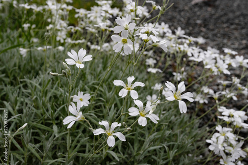 Pretty White Flowers Blooming in a Garden