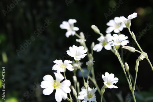 white flowers