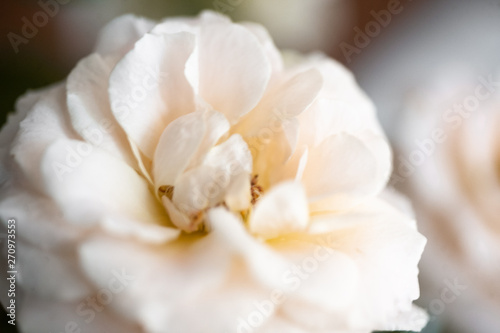 Close-up mini roses