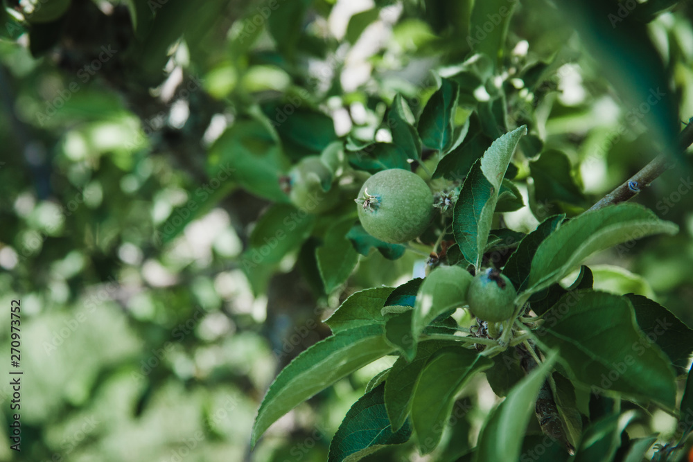 unripe apples growing on a tree unripe apples growing on a tree