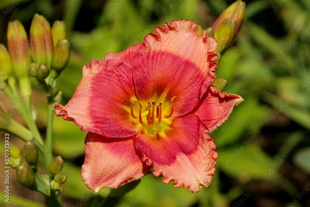 Fototapeta premium red flower in the garden
