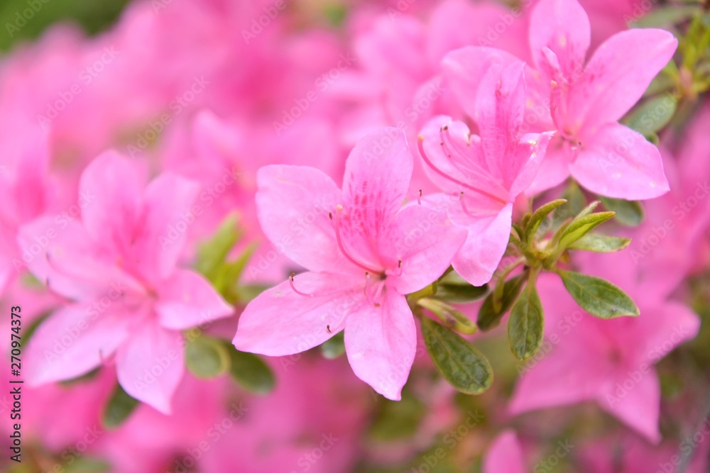 Pink rhododendrons flowers with selective focus and blurred background. Beautiful blooming oleander bush with bright tender flower. Flowering poisonous plant with beautiful pink flowers. Summer time. Pink rhododendrons flowers with selective focus and blurred background. Beautiful blooming oleander bush with bright tender flower. Flowering poisonous plant with beautiful pink flowers. Summer time.