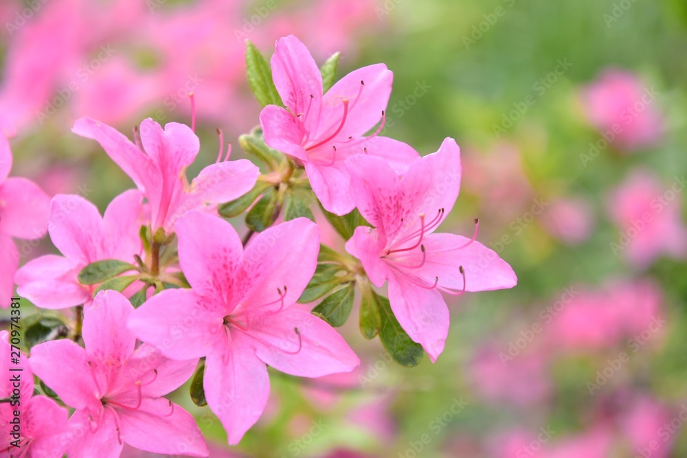 Pink rhododendrons flowers with selective focus and blurred background. Beautiful blooming oleander bush with bright tender flower. Flowering poisonous plant with beautiful pink flowers. Summer time. Pink rhododendrons flowers with selective focus and blurred background. Beautiful blooming oleander bush with bright tender flower. Flowering poisonous plant with beautiful pink flowers. Summer time.