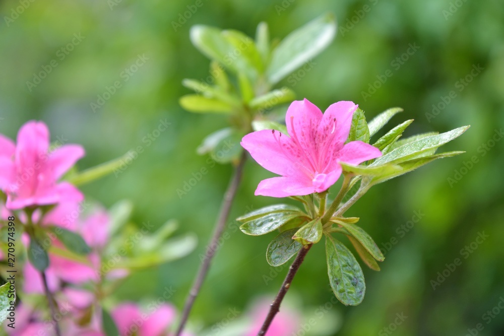 Pink rhododendrons flowers with selective focus and blurred background. Beautiful blooming oleander bush with bright tender flower. Flowering poisonous plant with beautiful pink flowers. Summer time. Pink rhododendrons flowers with selective focus and blurred background. Beautiful blooming oleander bush with bright tender flower. Flowering poisonous plant with beautiful pink flowers. Summer time.