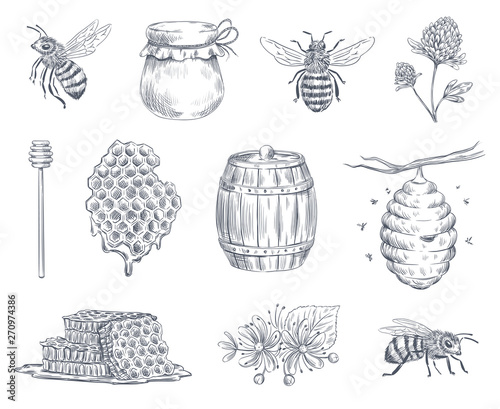 Bee engraving. Honey bees, beekeeping farm and honeyed honeycomb vintage hand drawn vector illustration set