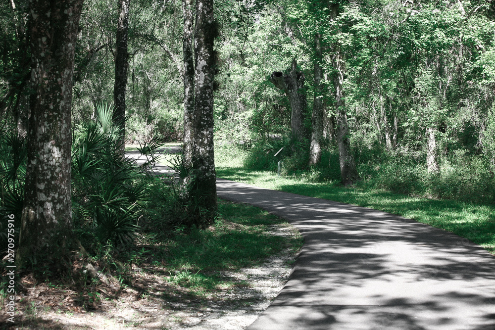 Obraz premium Path in Park