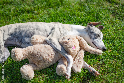 verträumter Windhund / Whippet kuschelt mit Plüschtier