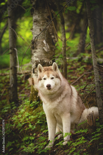 Portrait of free and beautiful dog breed siberian husky sitting in the green forest. © Anastasiia