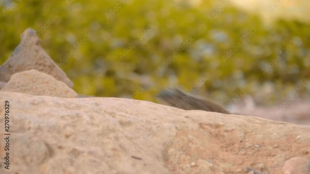 A cute chipmunk walks on the ground and climbs trees to find food A cute chipmunk walks on the ground and climbs trees to find food