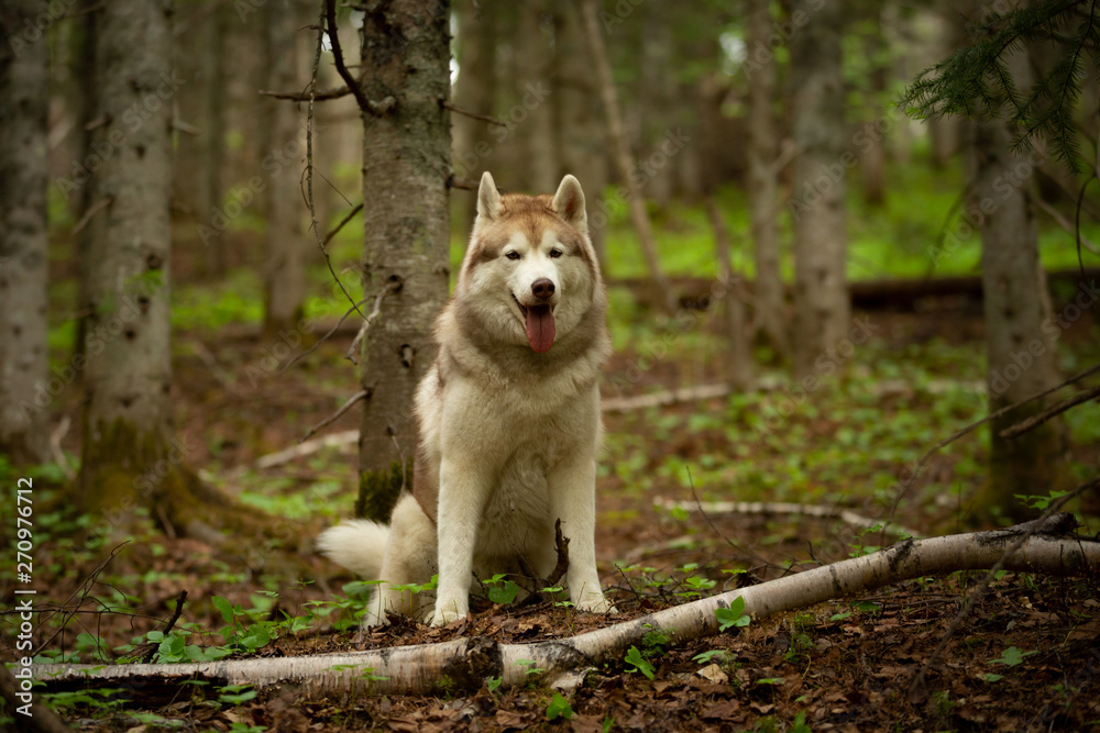 Obraz premium Portrait of free and beautiful dog breed siberian husky sitting in the green forest.