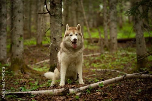 Portrait of free and beautiful dog breed siberian husky sitting in the green forest.