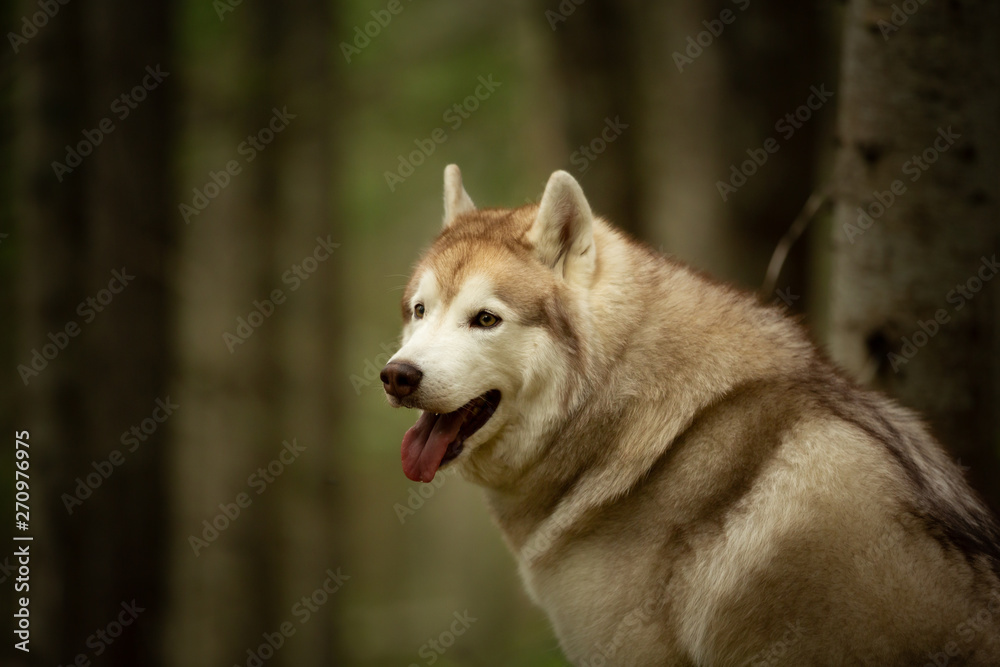 Free and beautiful dog breed siberian husky sitting in the green mysterious forest.