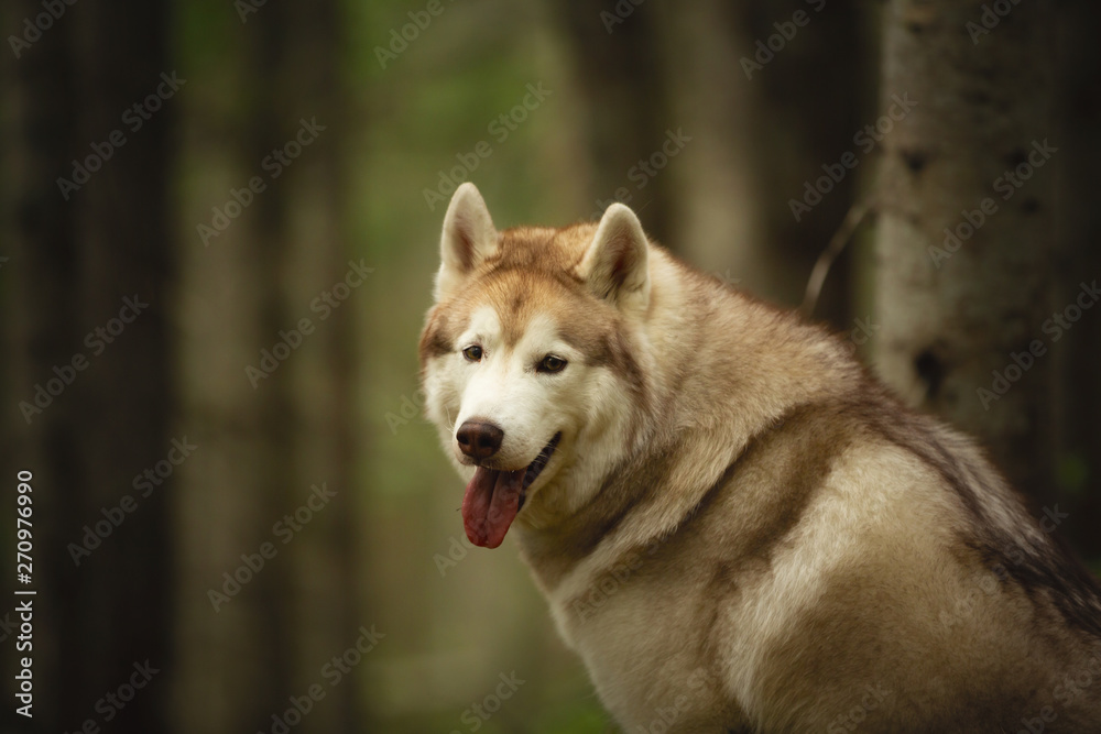 Free and gorgeous dog breed siberian husky sitting in the green mysterious forest.