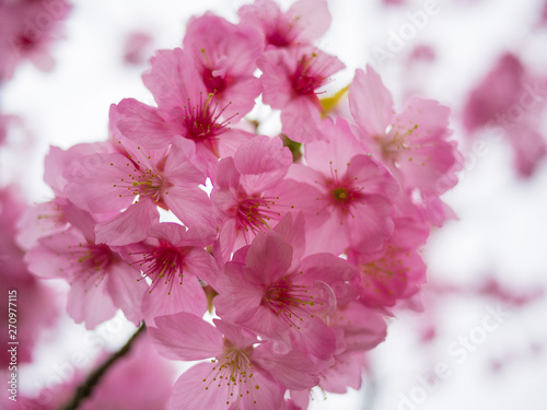 Pink Sakura Flower in Japan Country © Best Stocker