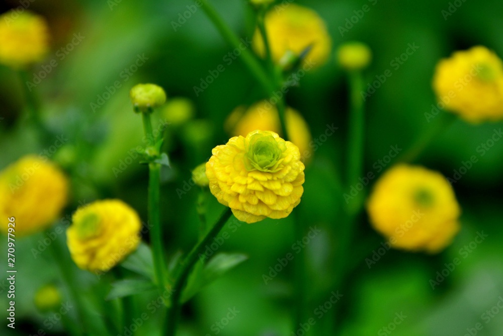 Double creeping buttercup in the garden close-up Double creeping buttercup in the garden close-up