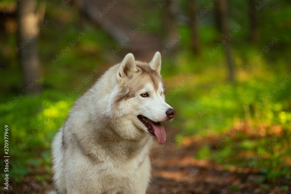 Beautiful and happy Siberian Husky dog sitting in the forest at golden sunset in spring