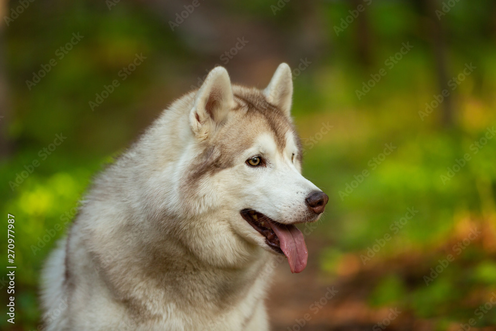 Beautiful and happy Siberian Husky dog sitting in the forest at golden sunset in spring Beautiful and happy Siberian Husky dog sitting in the forest at golden sunset in spring