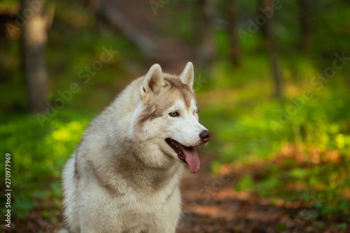 Beautiful and happy Siberian Husky dog sitting in the forest at golden sunset in spring