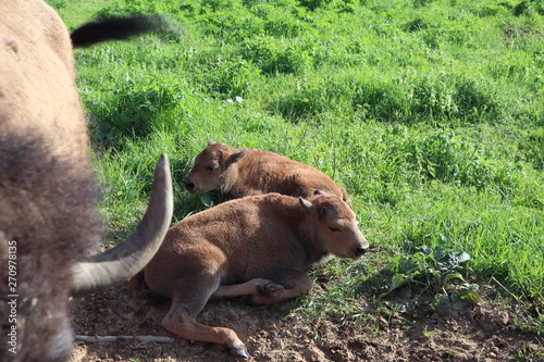 Bisons family. European bison, Saint-Petersburg, Toksovo, bison was born in the reserve photo