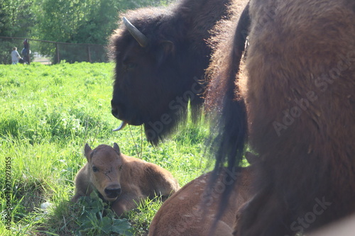 Bisons family. European bison, Saint-Petersburg, Toksovo, bison was born in the reserve photo