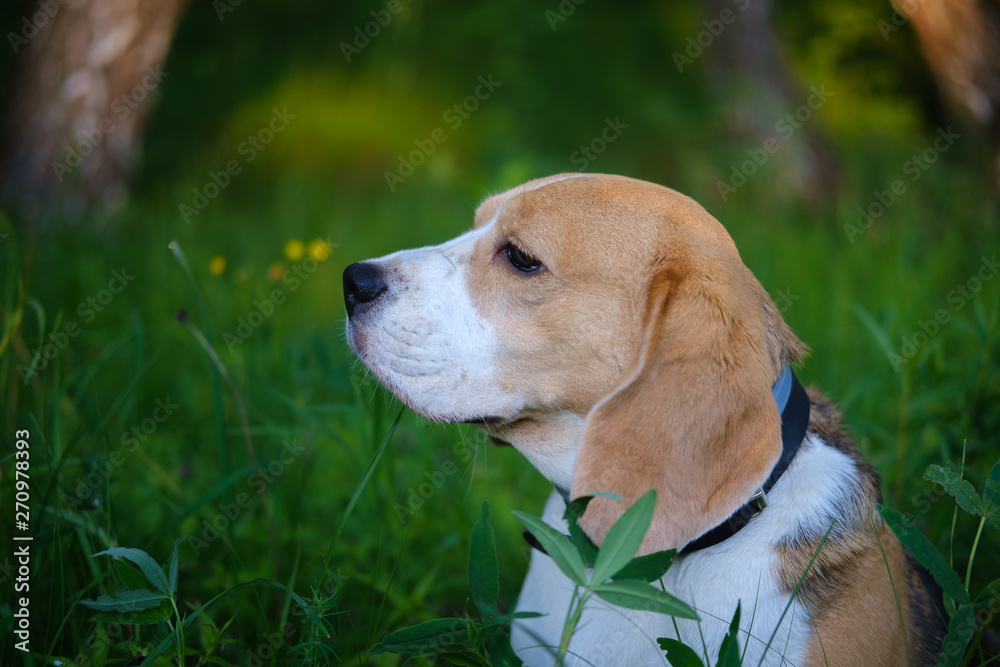 Portrait of a dog in a summer Park. Beagle on a walk on a summer evening in the green grass