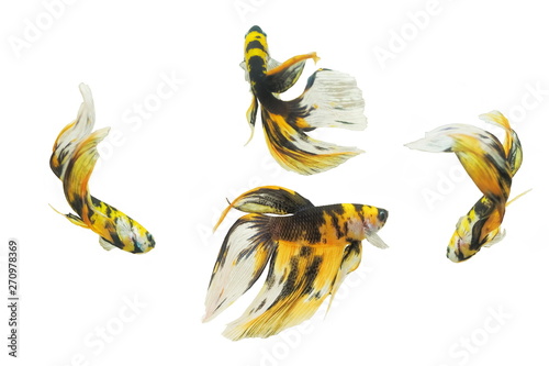 a group of Siamese Fighting Fish (Betta splendens) diving in fish glass tank isolated on white background.