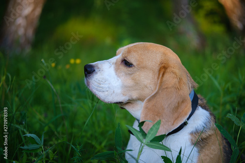 Portrait of a dog in a summer Park. Beagle on a walk on a summer evening in the green grass