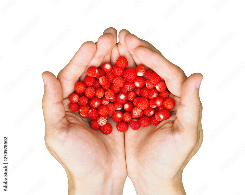 Top view of hands holding wild strawberries. Red berries isolated on white background Top view of hands holding wild strawberries. Red berries isolated on white background
