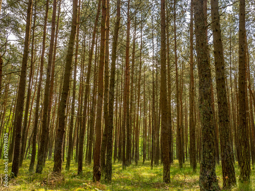 Green pine forest background in a sunny day. Poland, Gdansk. © Kamil