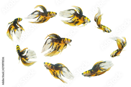 a group of Siamese Fighting Fish (Betta splendens) diving in fish glass tank isolated on white background.