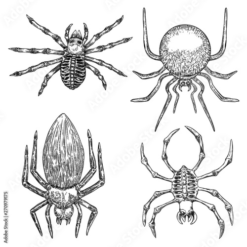 Set of spiders close up, big scary spiders isolated, poisonous insect , arachnophobia background, drawing tattoo design. Drawn witchcraft, voodoo magic attribute. Illustration for Halloween. Vector.